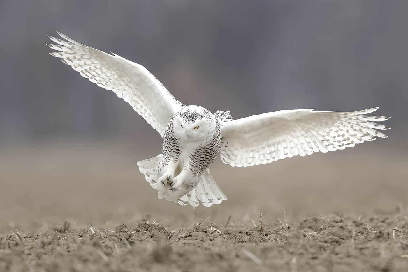 Snowy Flight