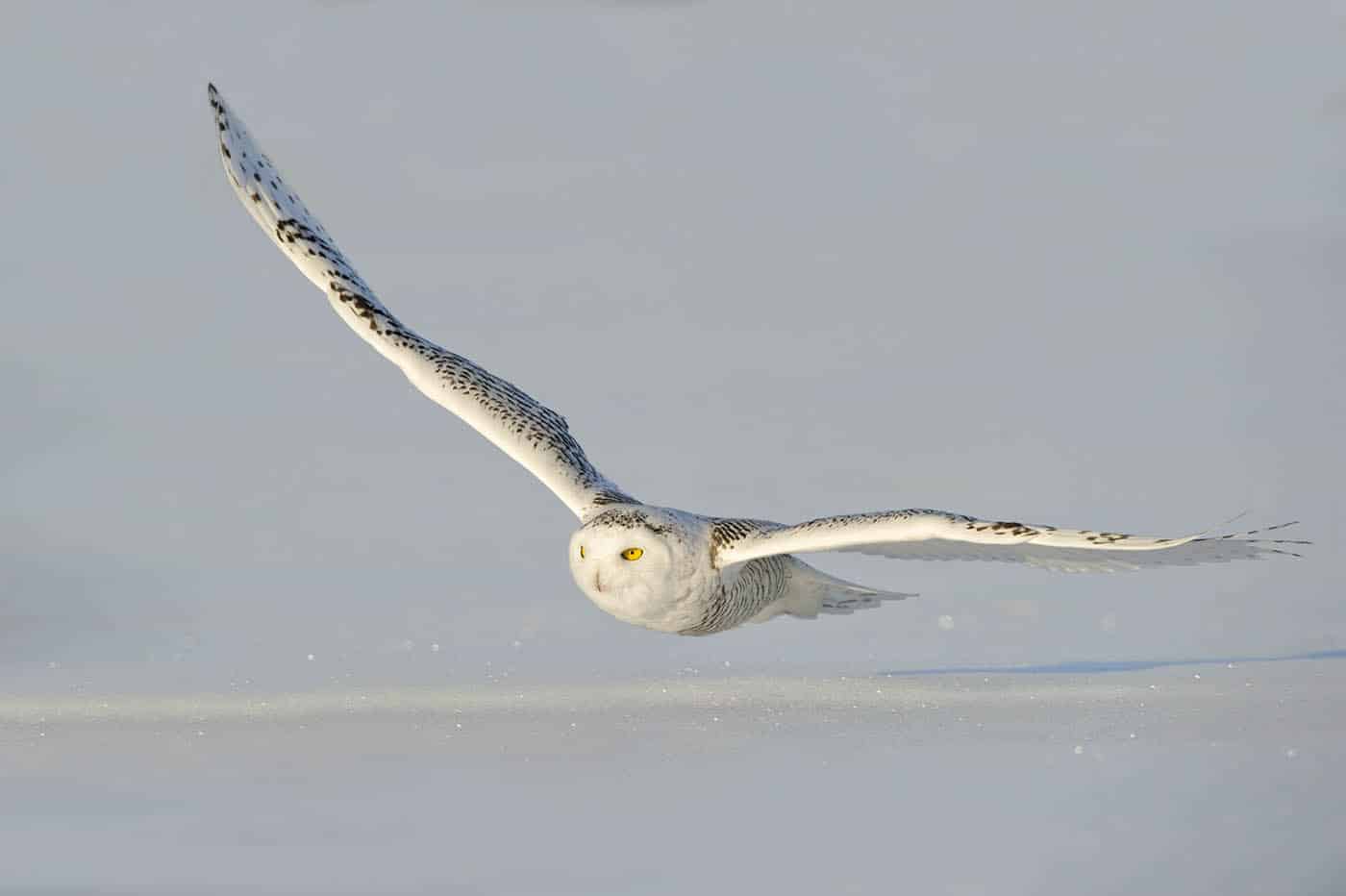 Snowy Full Wing