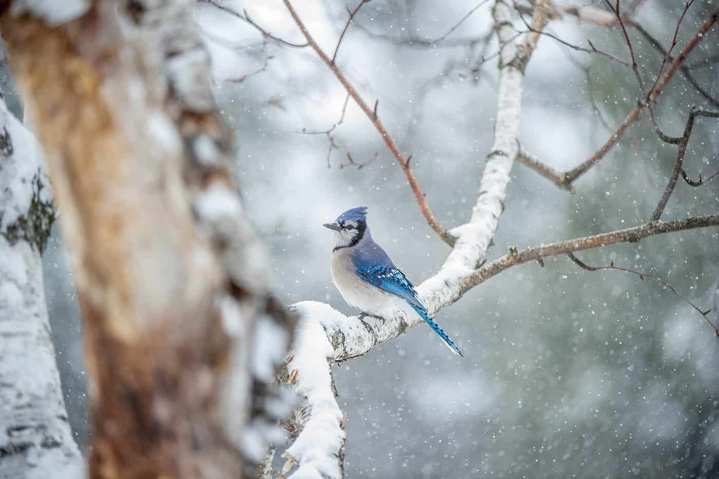 Snowy Jay - Bill Maynard