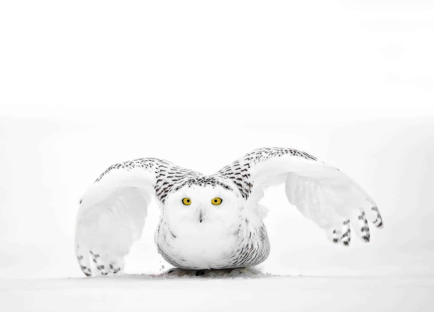 Snowy Owl Crouching