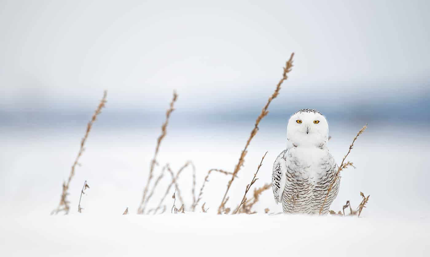 Snowy Owl Having a Field Day