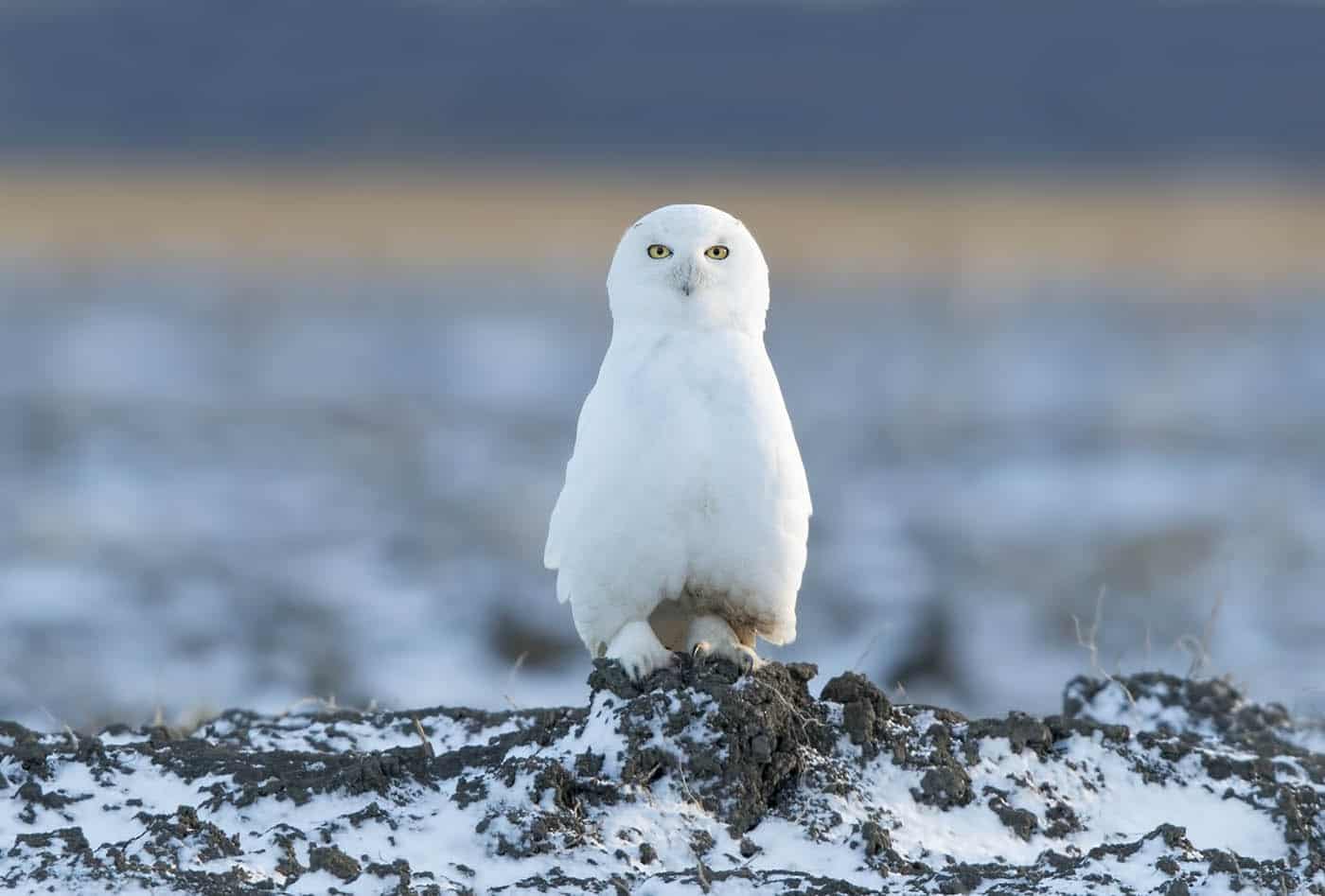 Snowy Portrait