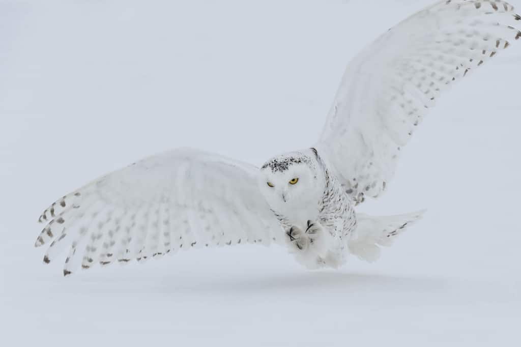 Snowy Owl Prey Drive - Cool Wildlife