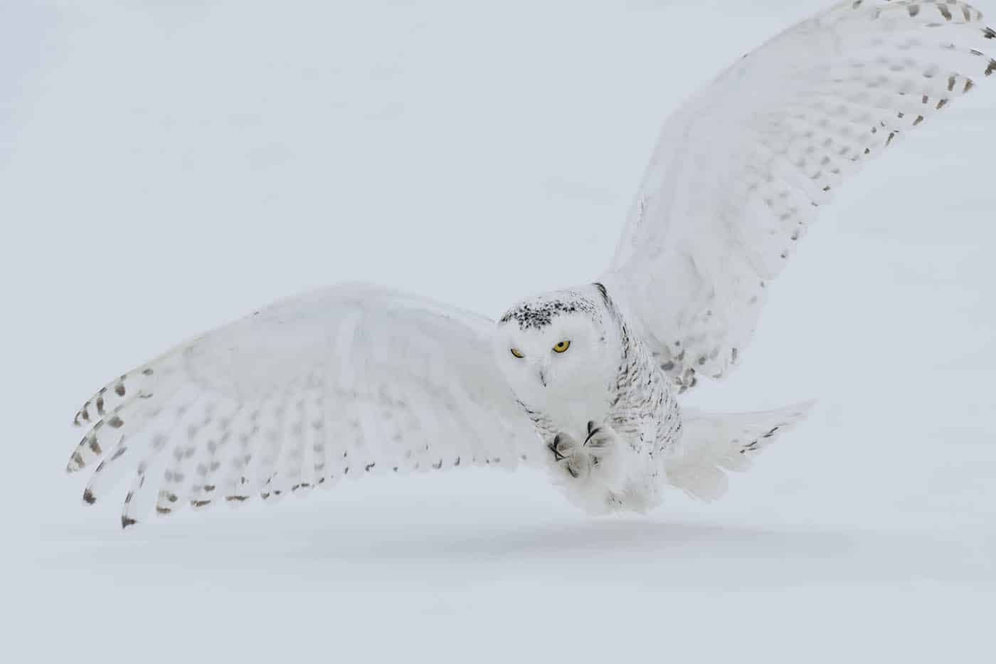 Snowy Owl Prey Drive - Cool Wildlife