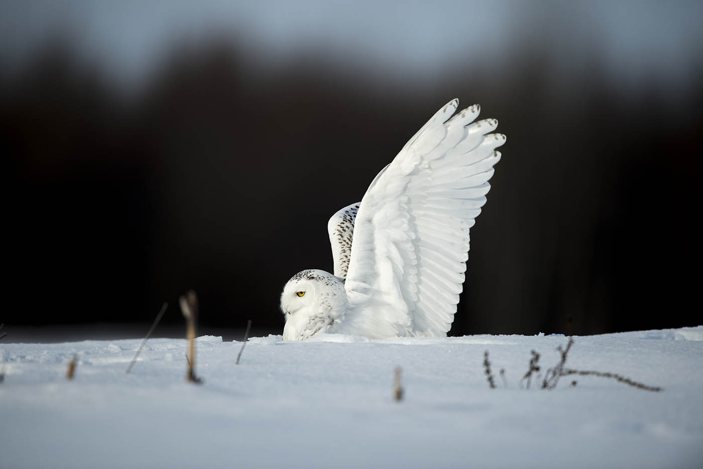 Snowy Wing Up