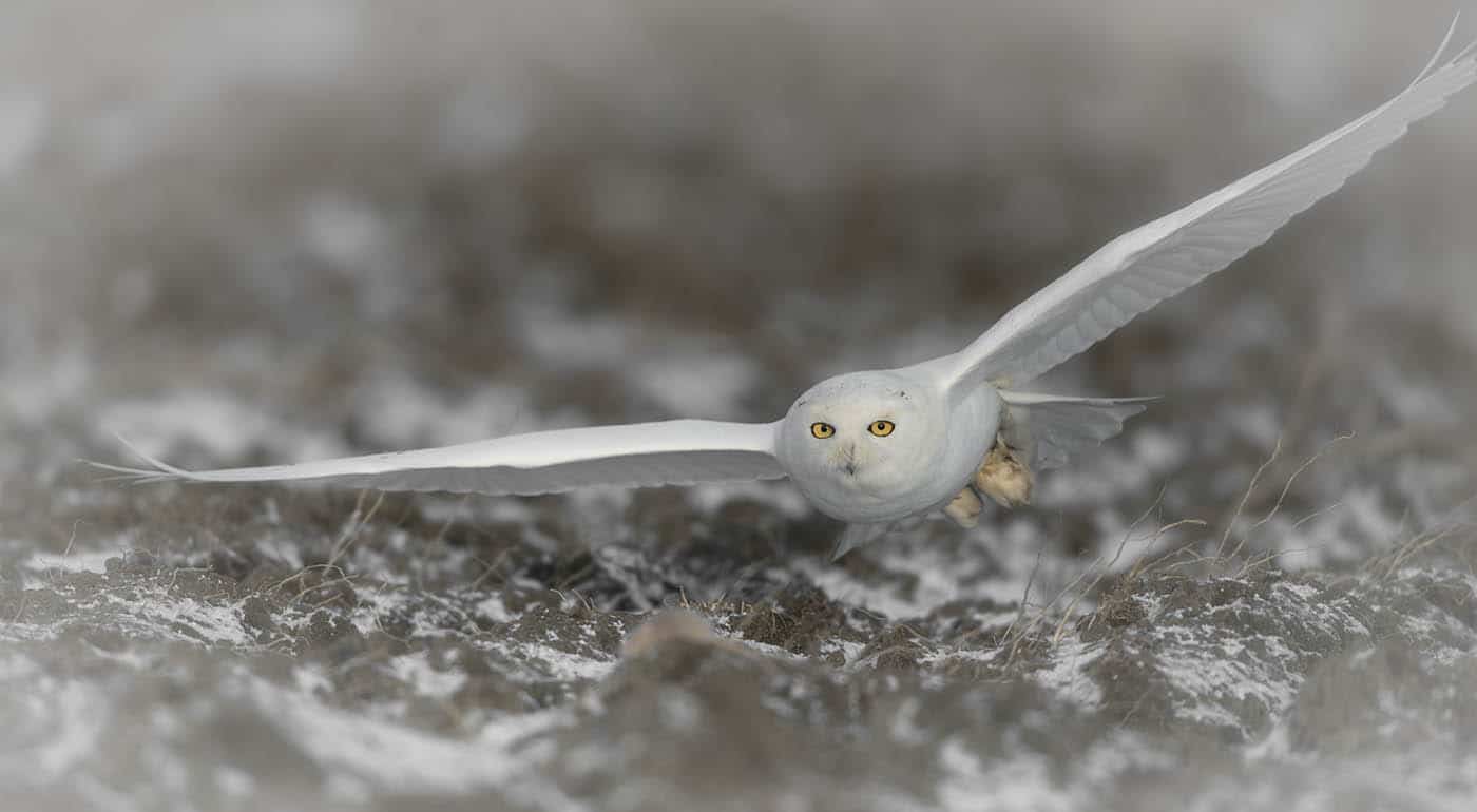 Snowy Owl Full Wing Flight