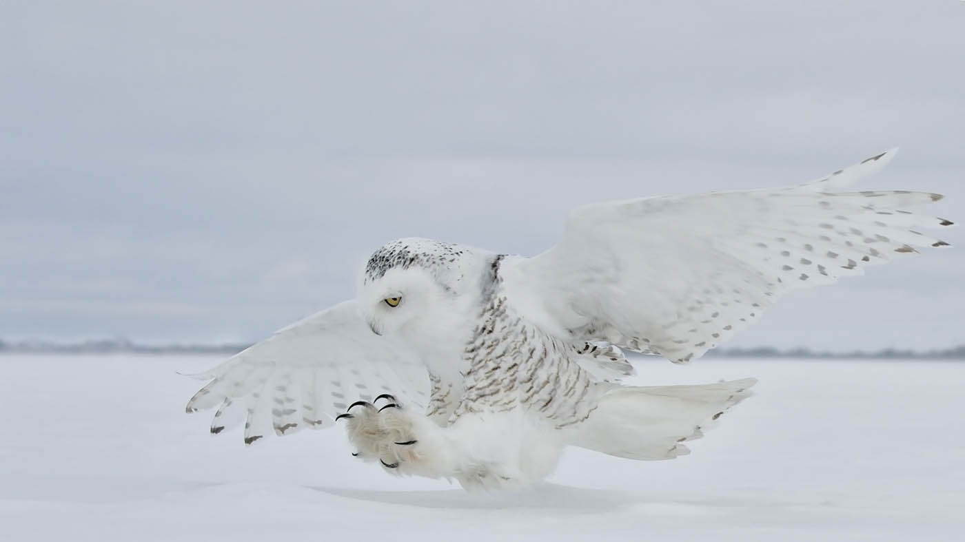 Snowy Landing