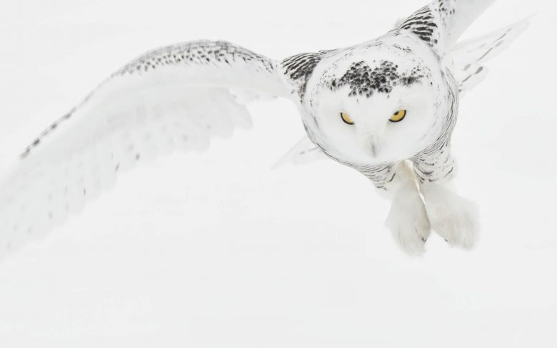 Snowy Swooping Down - Cool Wildlife