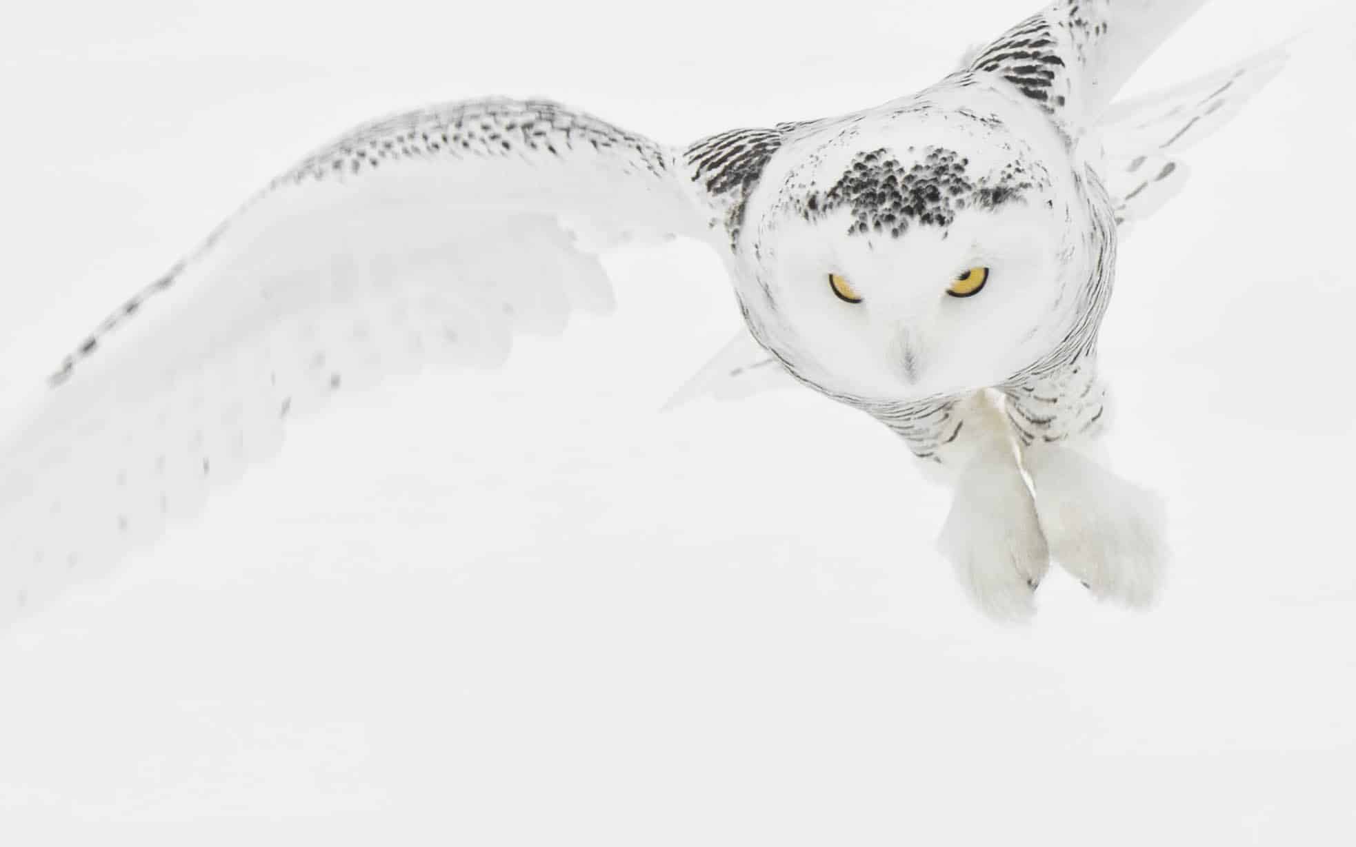 Snowy Swooping Down