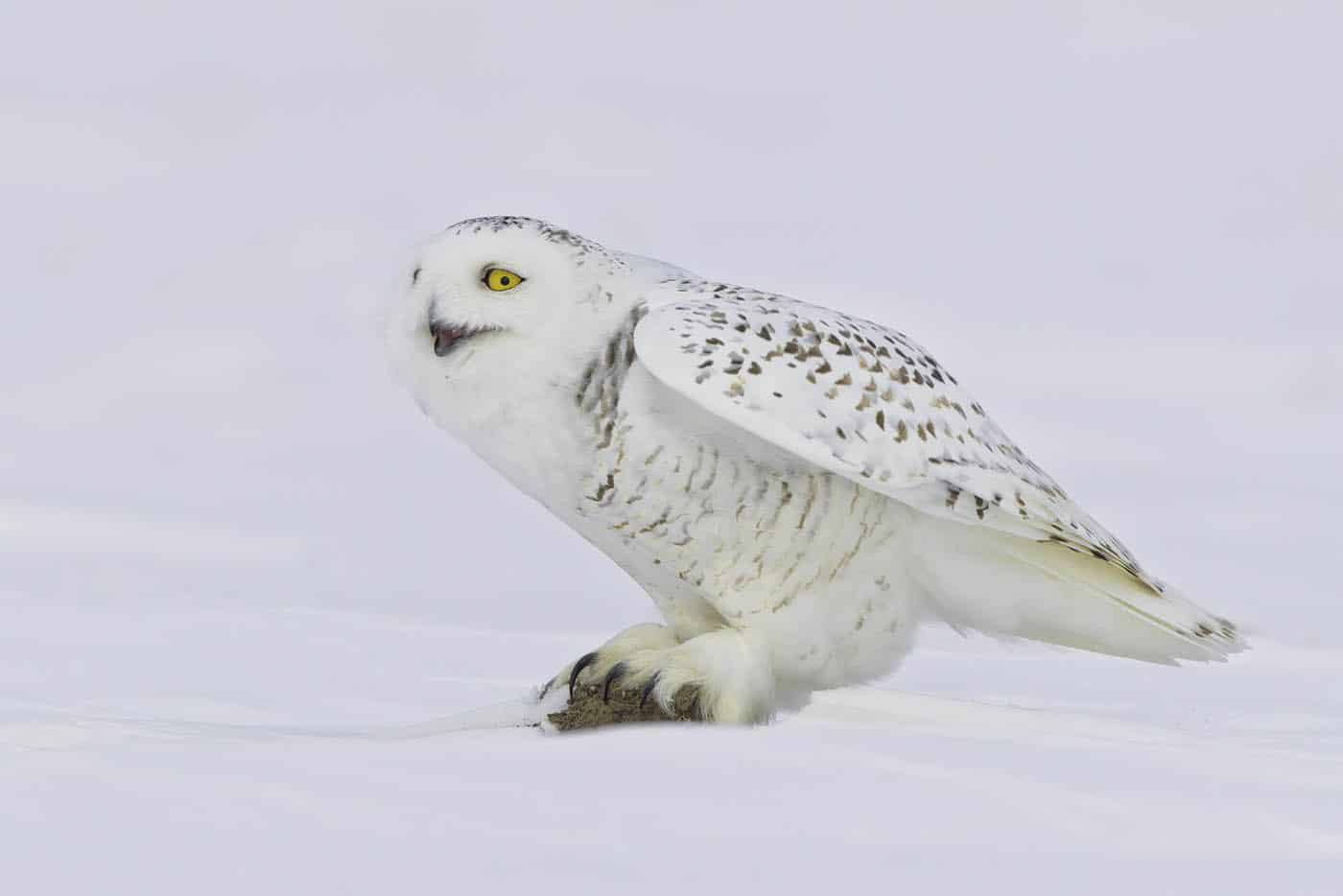 Snowy Happy