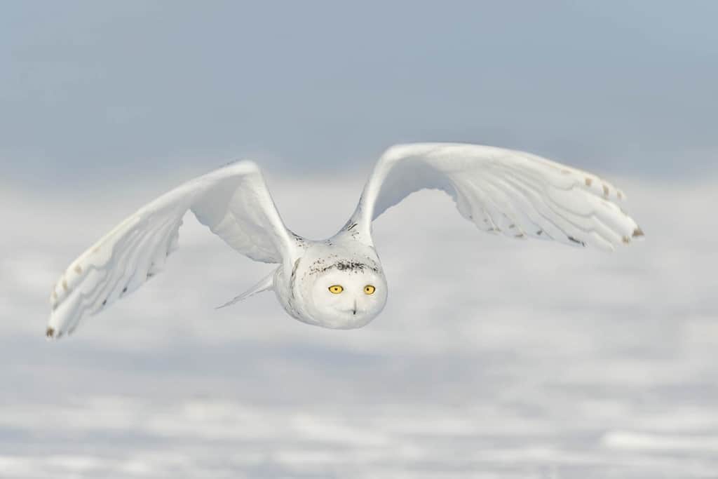 Snowy Blurred Background - Cool Wildlife