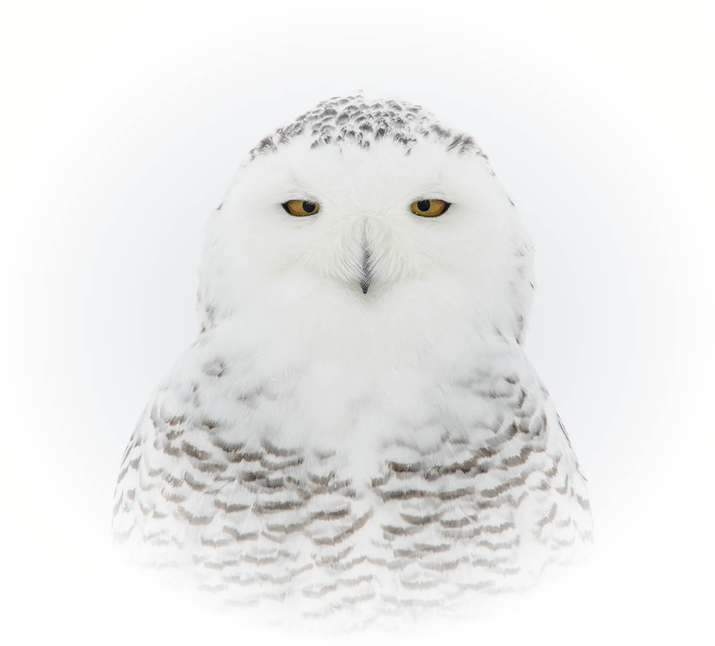 Snowy Owl Portrait