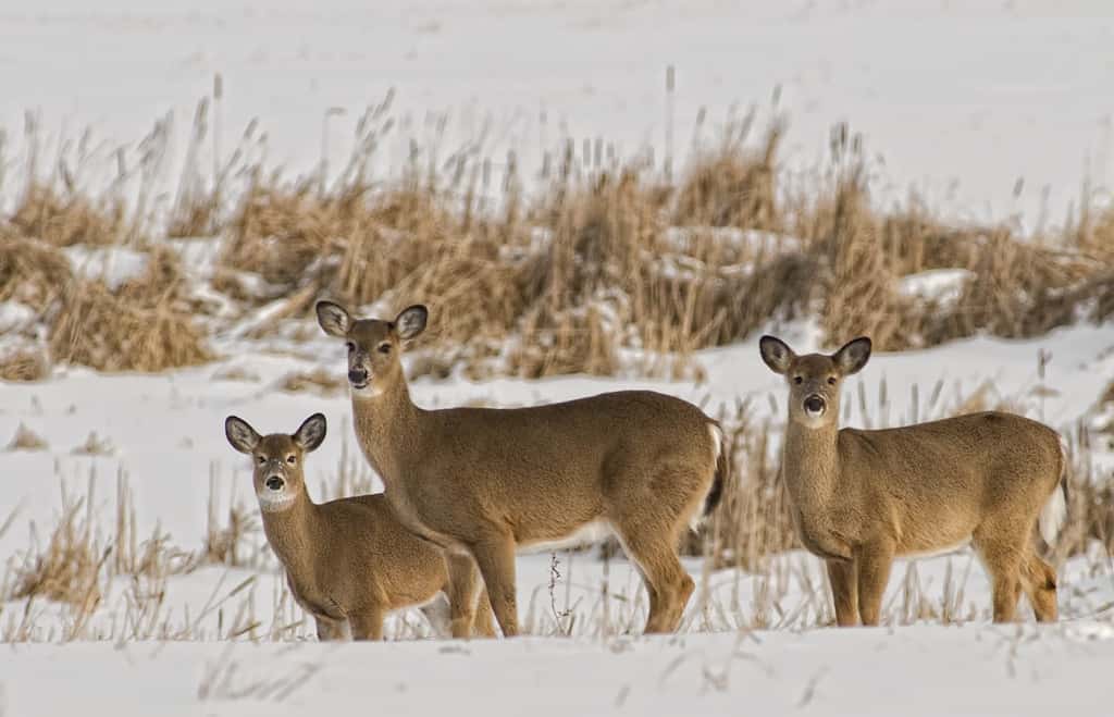 Stand Of Whitetails