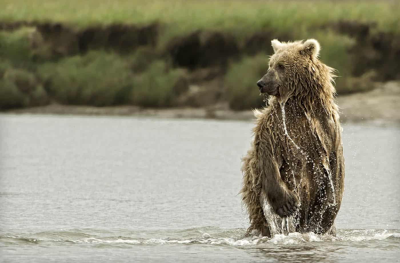 Brown Bear Fishing