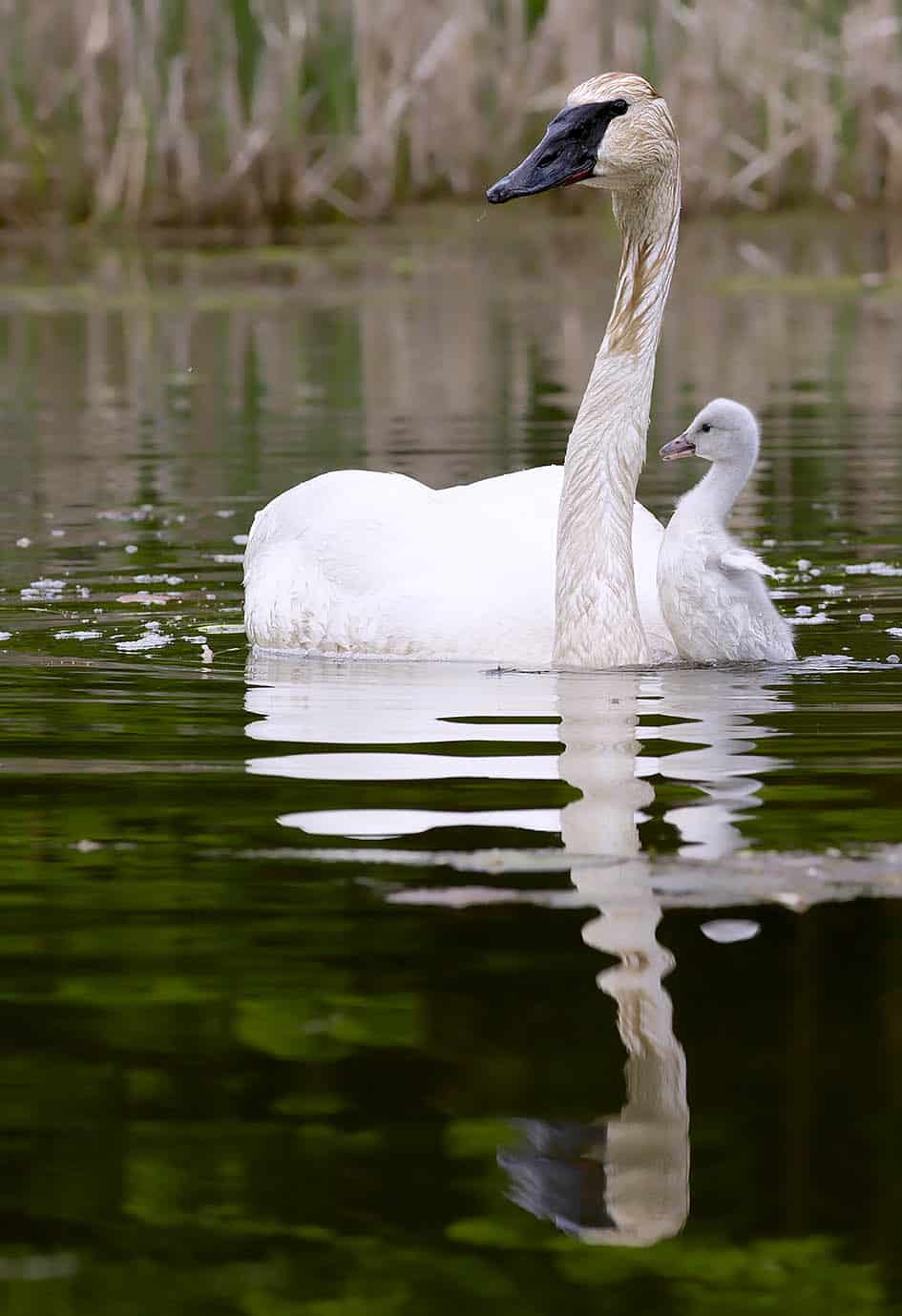 Trumpeter Swan Cygnet With Male