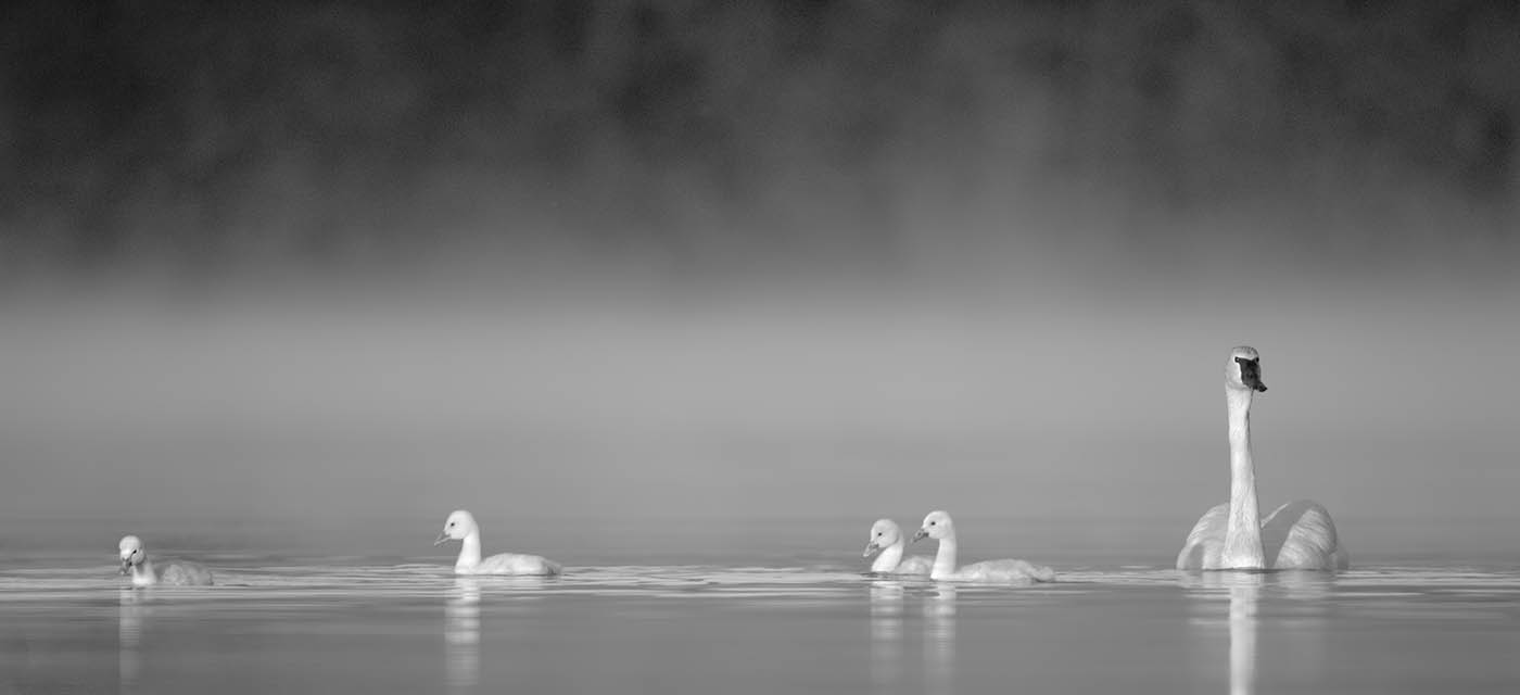 Trumpeter Cygnets In The Mist