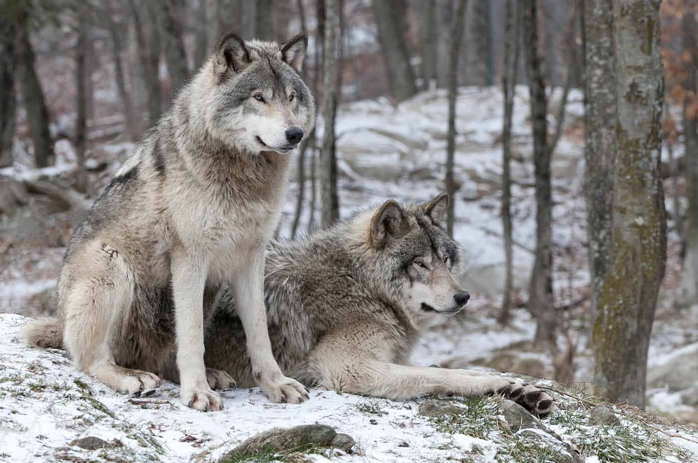 Wolves