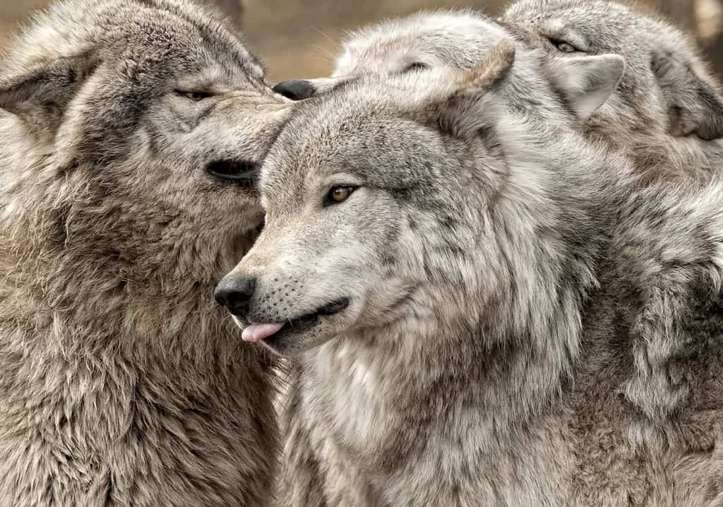 Adult Timber Wolf Pack in Play Session