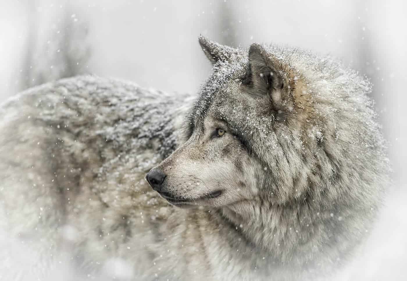 Timber Wolf on a Snowy Day