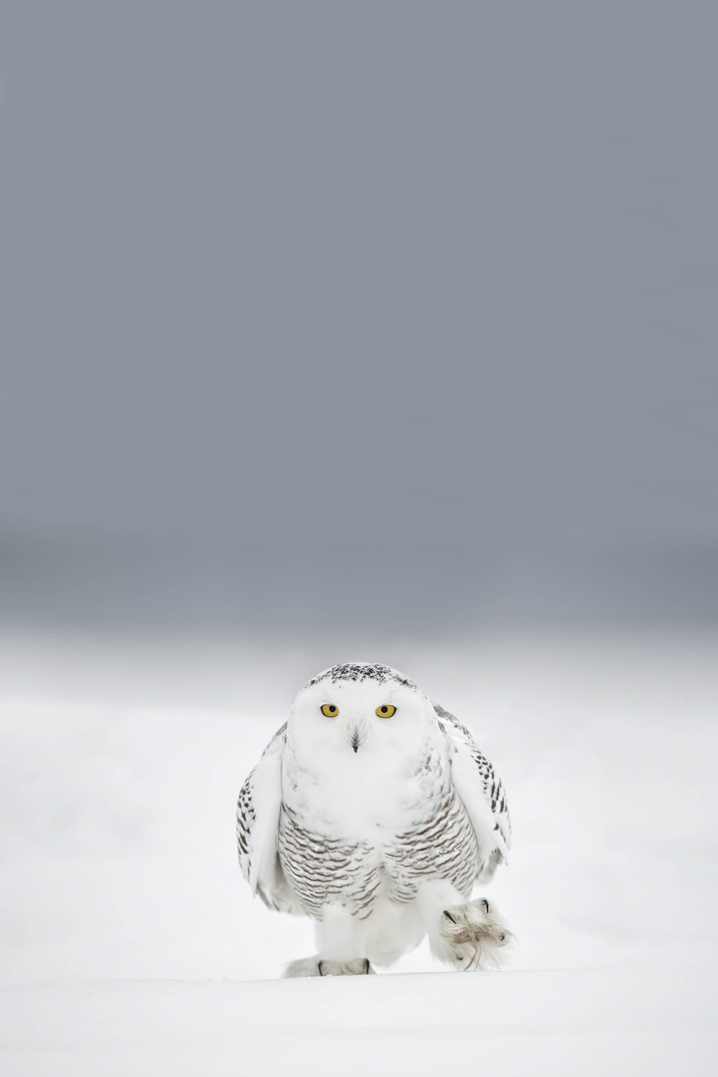 Snowy Owl Walkin'