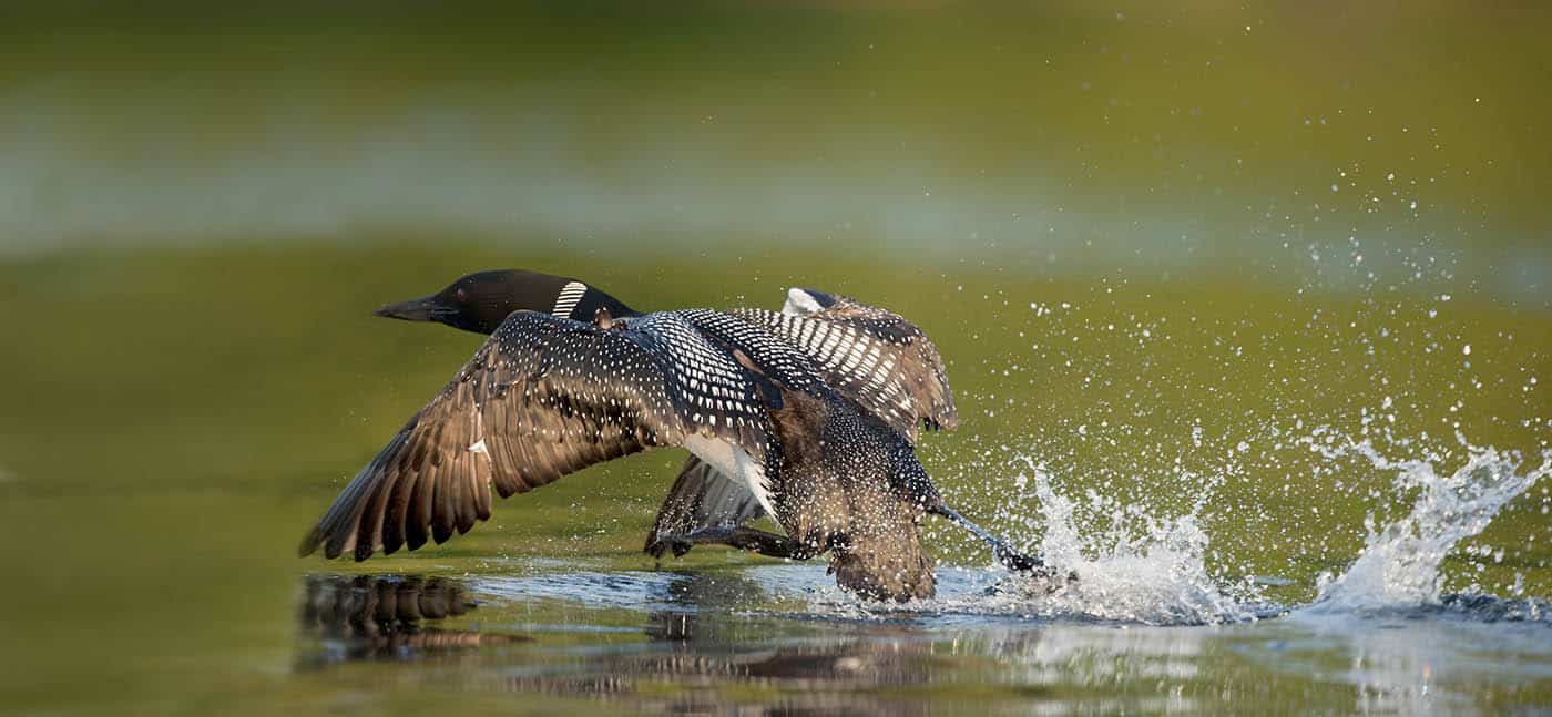 Common Loon at Takeoff