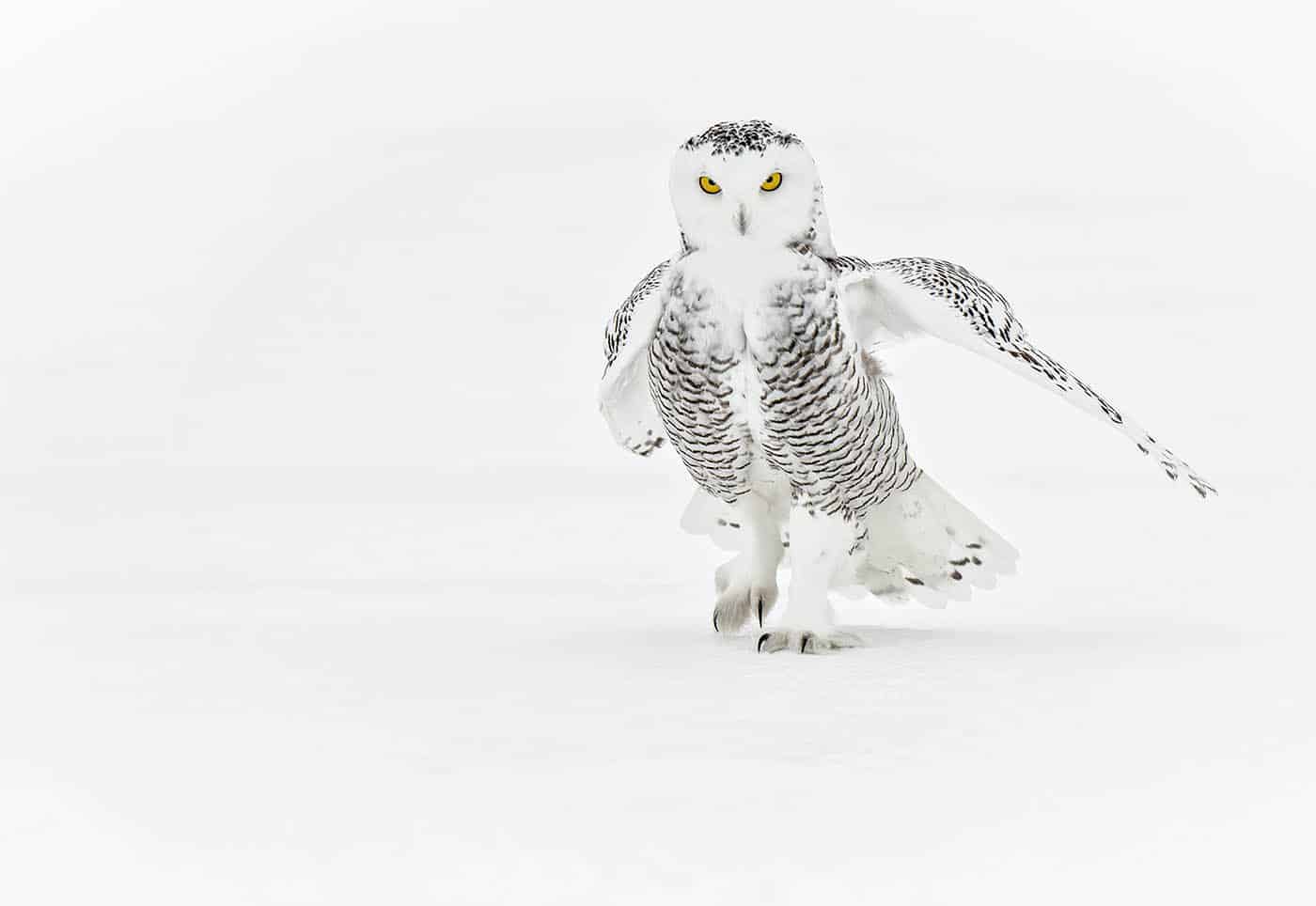 Snowy Owl Walk This Way