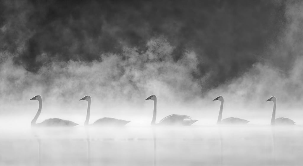 Trumpeter Swans in Fog