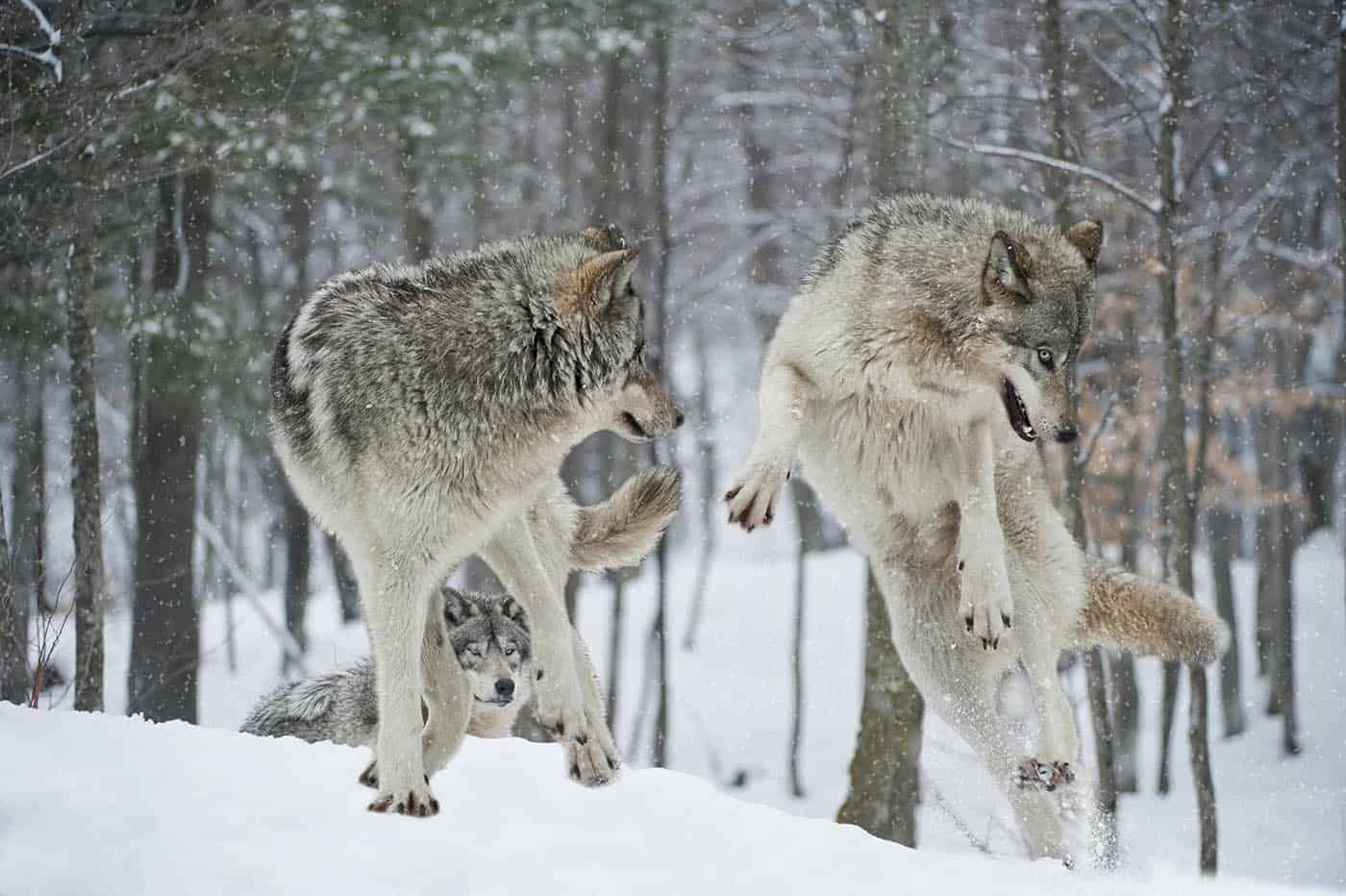 Adult Timber Wolves at play