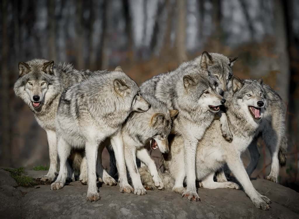 Timber Wolf Family Portrait - Cool Wildlife