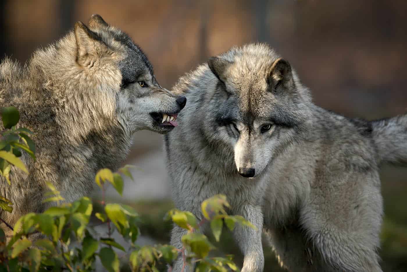 Timber Wolf With Attitude