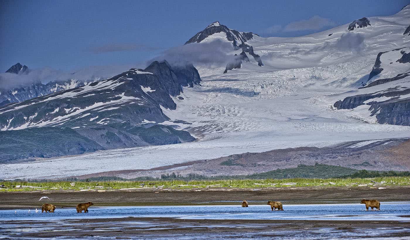 Fishing Coastal Brown Bears