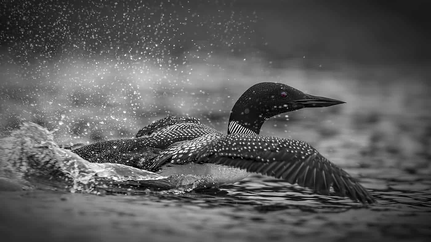 loon skimming B_W Final