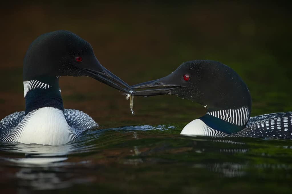 Loon Sharing Is Caring