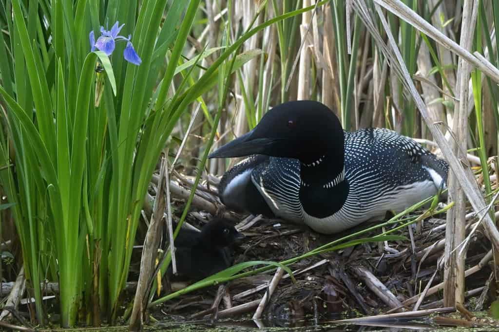 Nesting Loon With Chick