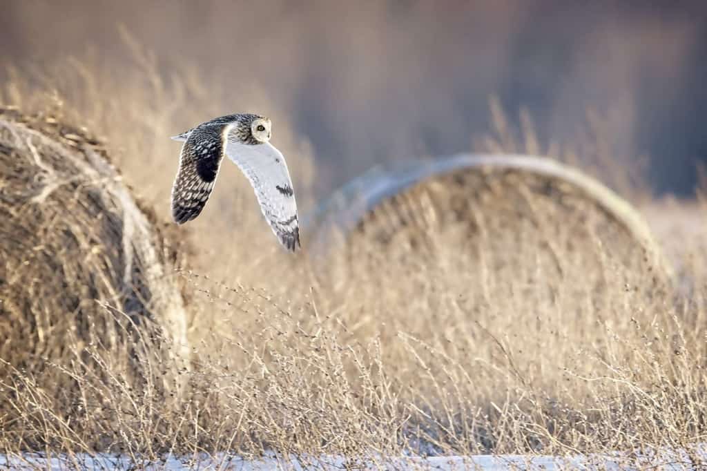 Short-eared Owl In Hay Bales