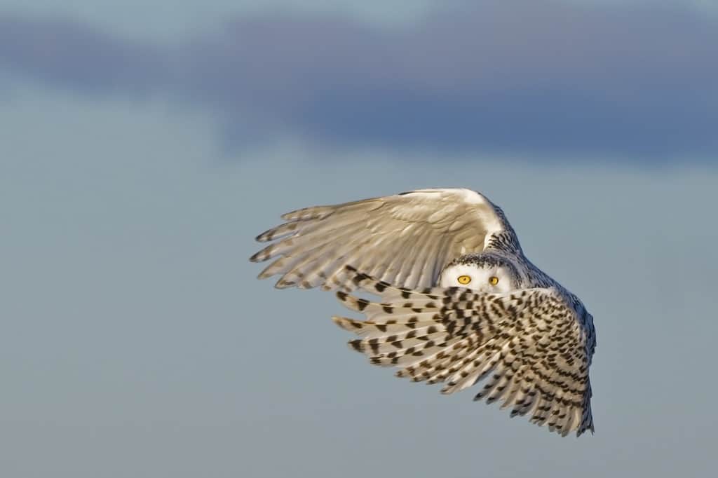 Snowy Owl Peek-a-Boo