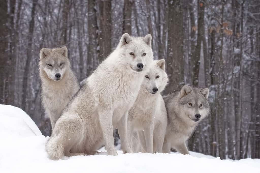 Wolf Pictures | Wolf Images- Page 2 of 6 - Cool Wildlife
