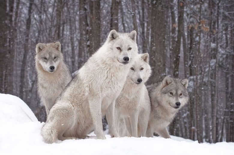 Arctic Wolf Family - Cool Wildlife