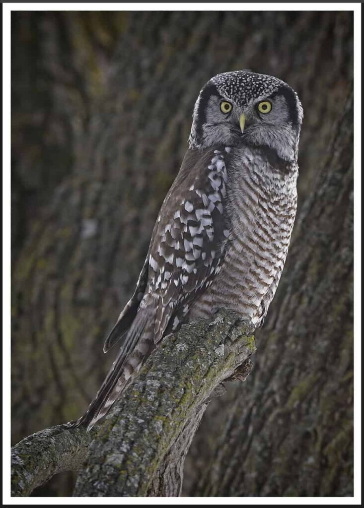 Hawk Owl Topaz Video AI Tiff Sample Image