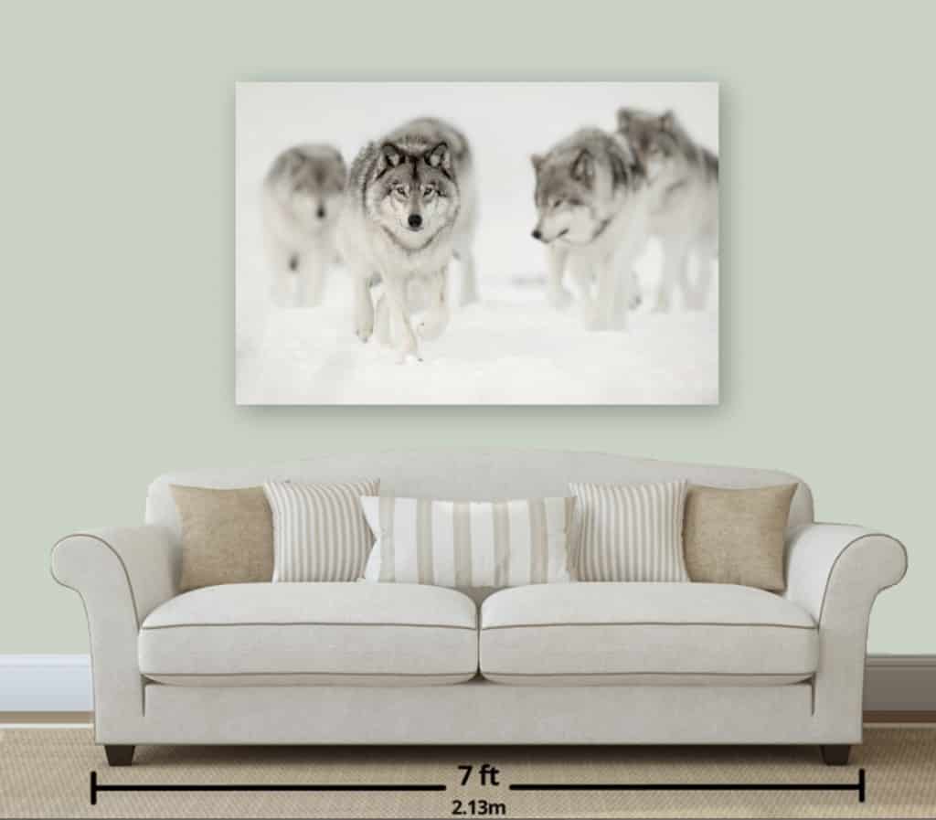 Beautiful Wildlife Prints For Sale in 2020 Cool Wildlife