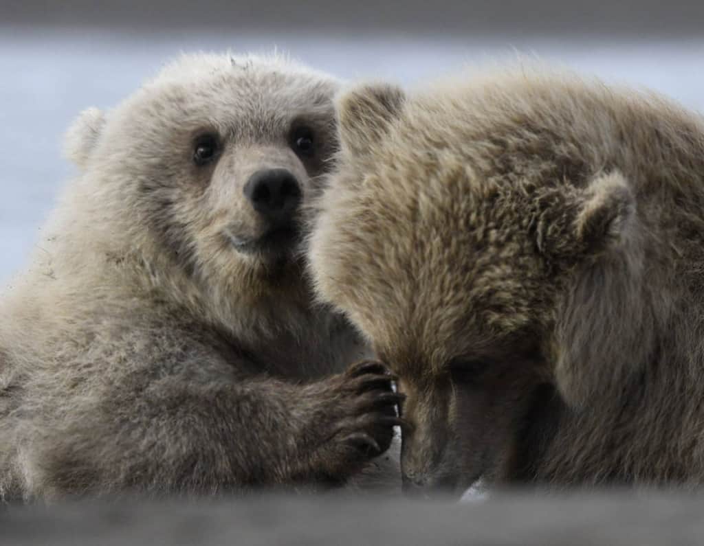 Grizzly Bear Cubs Blurry