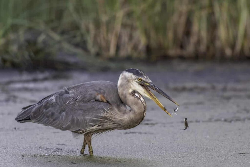 Heron Without Topaz Adjust AI