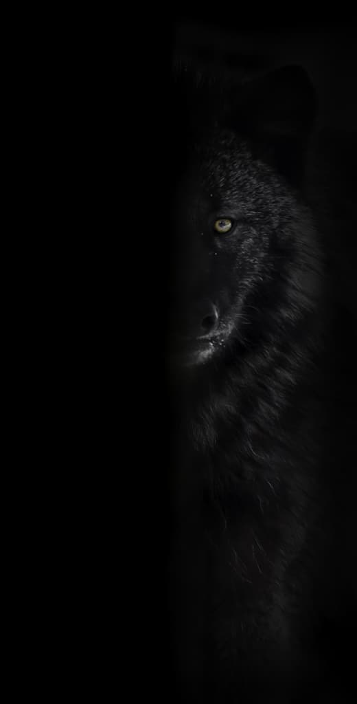 Black Wolf Mystery and Fear