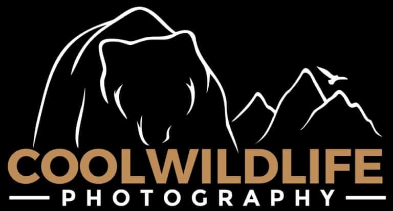 48hourslogo Review | Fast Custom Logo Design 2020 - Cool Wildlife