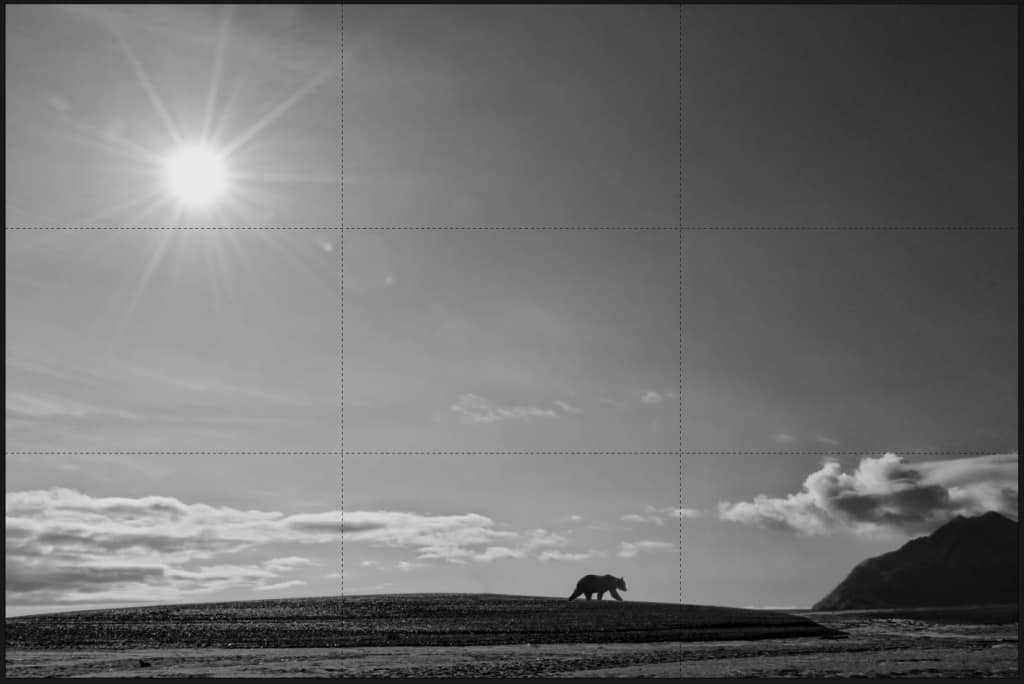 Rule of Thirds Grizzly Bear On Beach