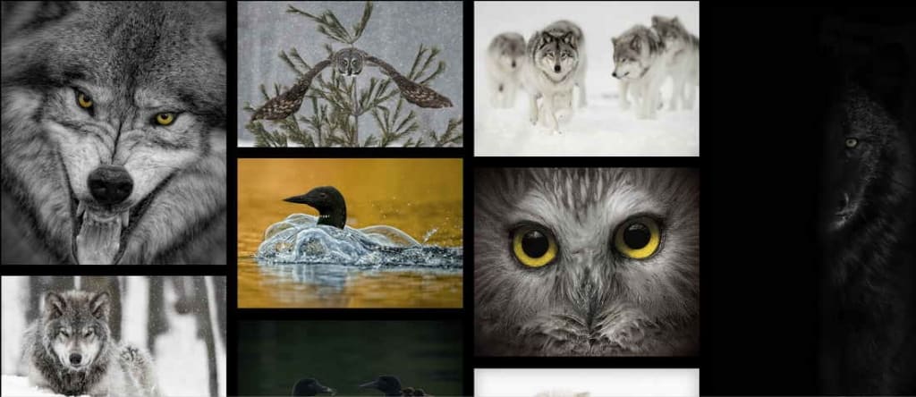 Coolwildlife Portfolio