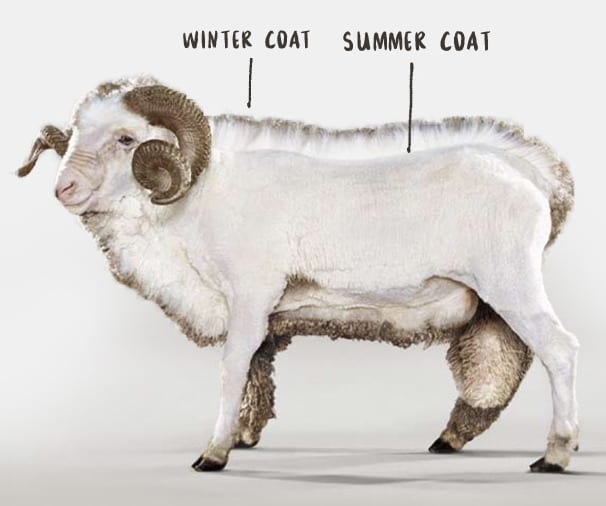 Isn't Merino Wool too hot to wear in the Summer?