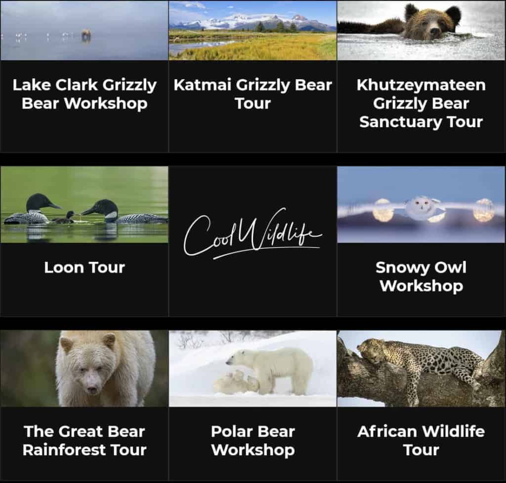 Wildlife Workshops and Tours