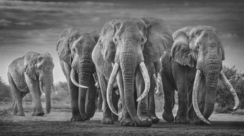 David Yarrow Big Tuskers