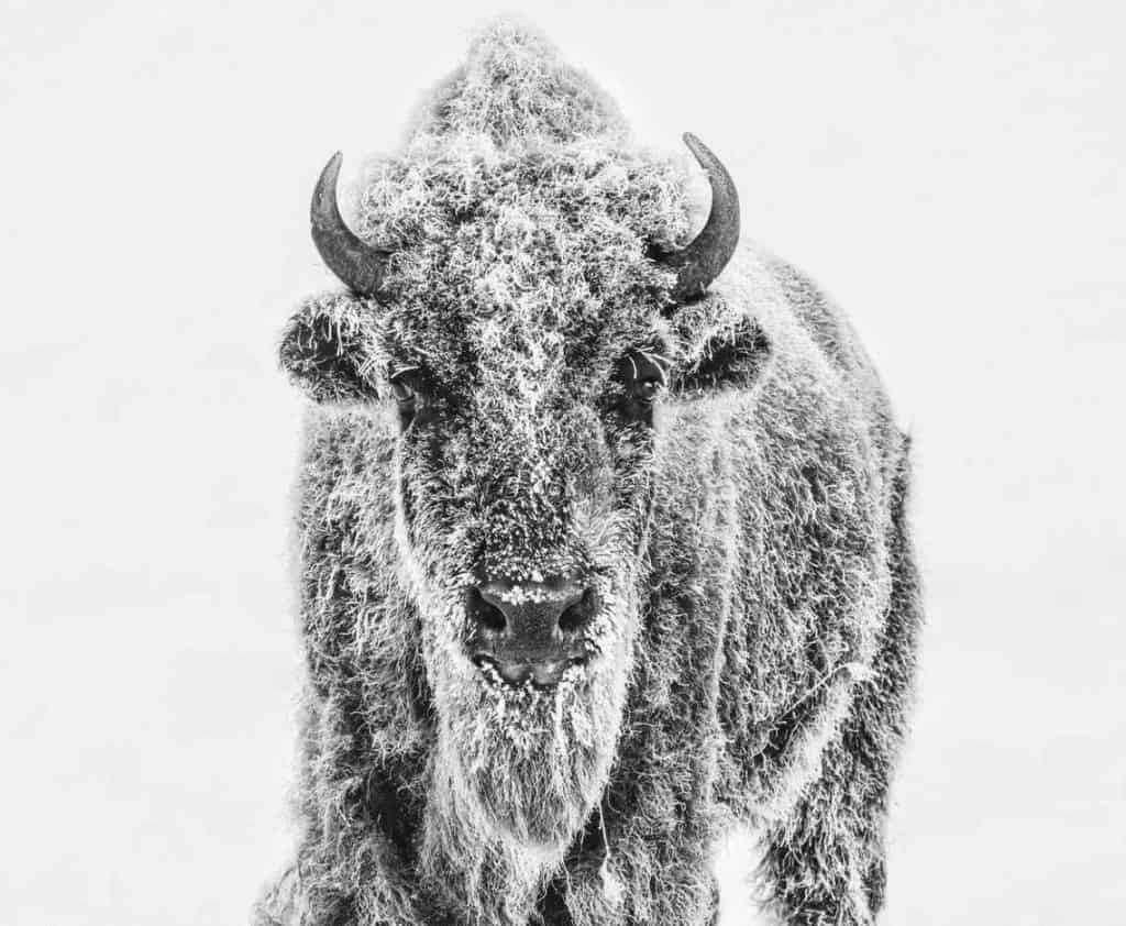 David Yarrow Yellowstone Bison